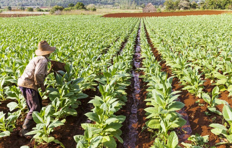 Campagne Agricole 2024/2025 au Bénin : Hausse de 7,3% de la production vivrière dans l’Uemoa