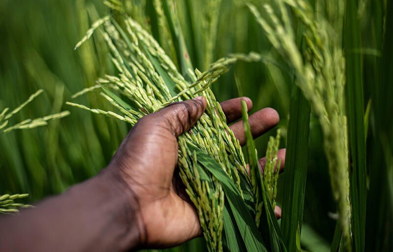 BAD et CEDEAO : Accord de don de 7,2 milliards de FCFA pour dynamiser la production de riz en Afrique de l'Ouest