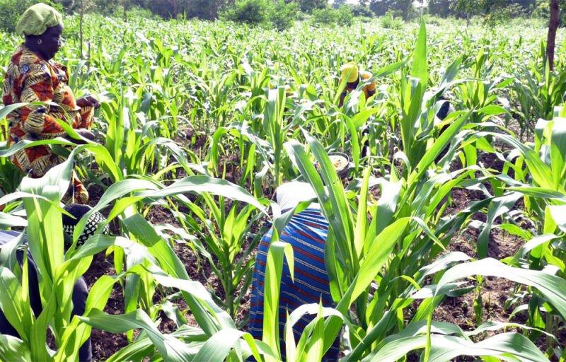 Campagne agricole 2025-2026 : L’État béninois accorde 26 milliards de FCFA de subvention pour soutenir les producteurs