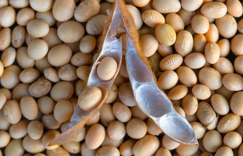Rachat direct de soja : La SIPI-BENIN SA ouvre une nouvelle ère de rentabilité pour les producteurs