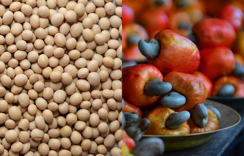 Anacarde et Soja : Le processus de réorganisation des deux filières évalué