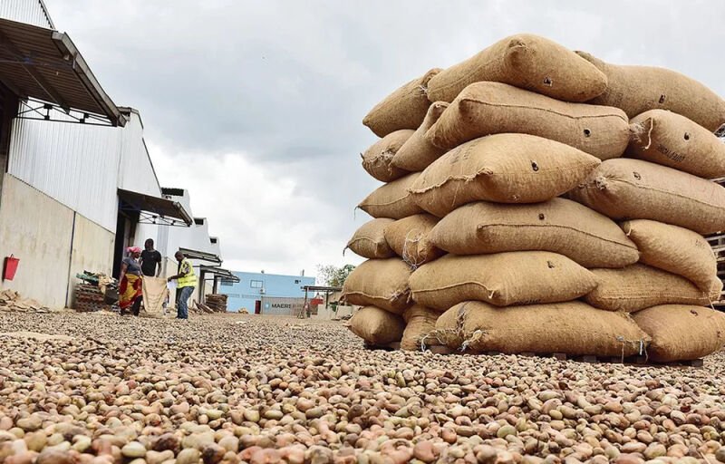 Campagne 2023/2024 : Augmentation de 5,3% de la quantité produite de cajou au Bénin