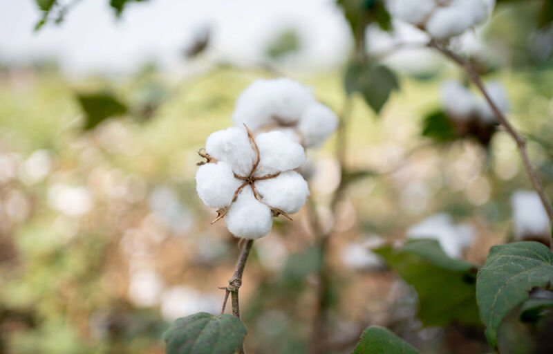 Journée mondiale du Coton : Cotonou accueillera plus de 400 investisseurs les 7 et 8 octobre