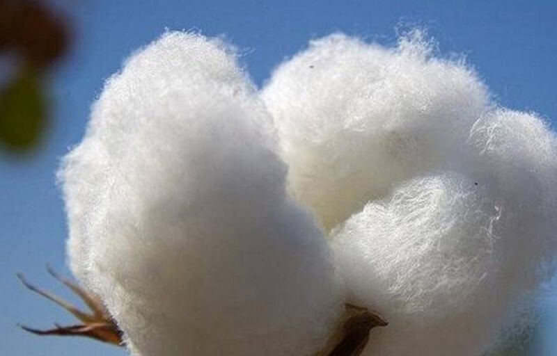 Développement agricole : Le lancement officiel de la commercialisation du coton graine annoncé pour ce 14 novembre