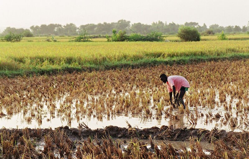 Afrique de l’ouest : Près de 100 millions de dollars pour développer la filière riz