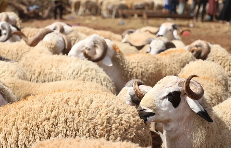 Hausse des prix des ruminants : Un marché du bétail en plein essor