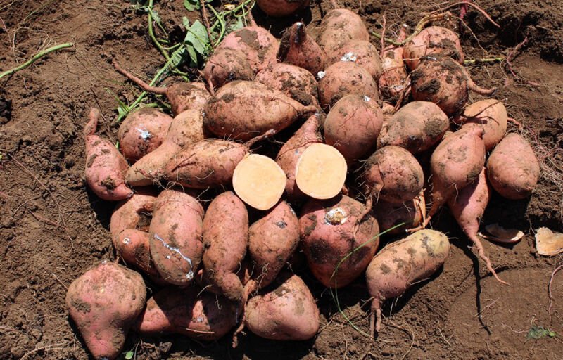 Filière patate douce au Bénin : Une culture en pleine expansion, moteur de l'économie