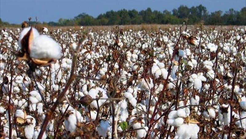 Economie: Mali redevient le premier producteur du coton en Afrique