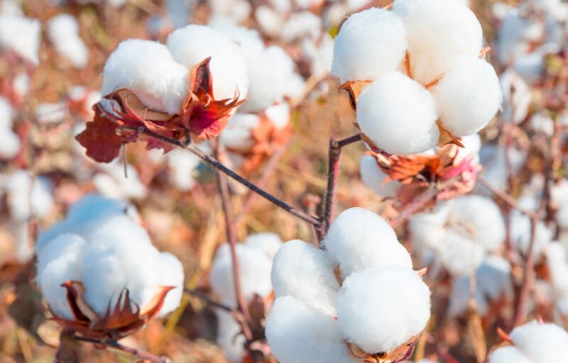 Campagne cotonnière 2025-2026 : 80% des instruments de pesée déjà certifiés conformes par l’ANM