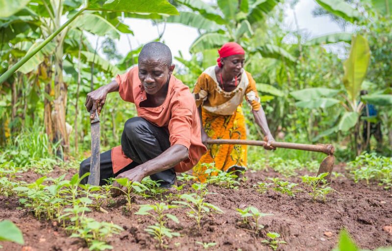 Campagne agricole 2025-2026 : Les agriculteurs empochent 4 milliards de subvention