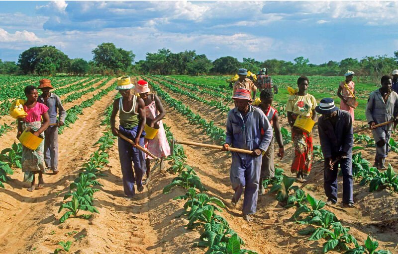 Mise en œuvre du PDDAA : Le Bénin, premier de la CEDEAO et cinquième en Afrique pour la performance agricole