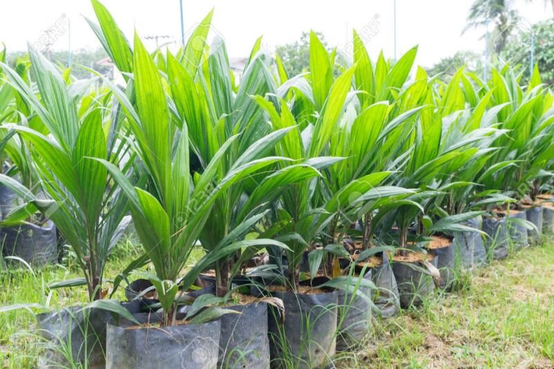 Agriculture: 1.750.000 plants de palmier à huile mis en terre à Sakété