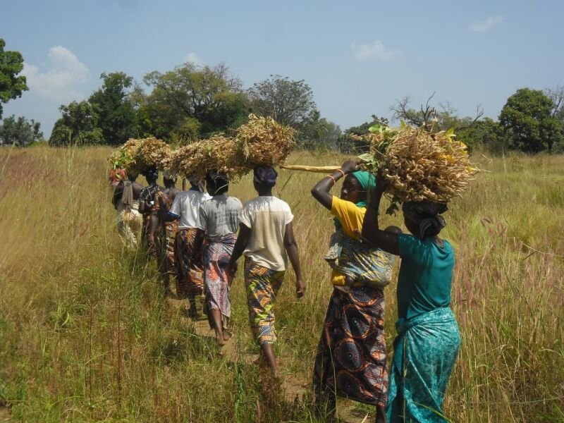 Agriculture au Bénin: Vulnérabilité des ménages dirigés par les femmes et les jeunes