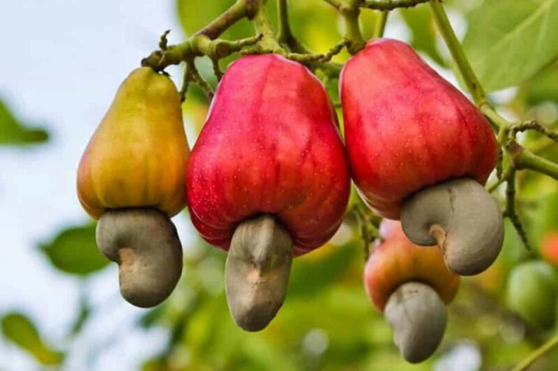 Benin Cashew week, une semaine de promotion et valorisation de la filière de cajou