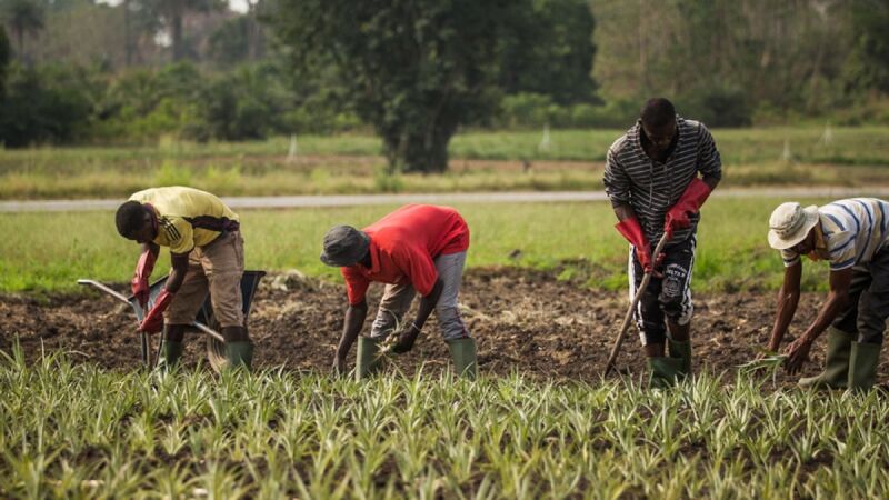 Industrie semencière au Bénin : Une société créée pour assurer le développement des semences végétales et plants