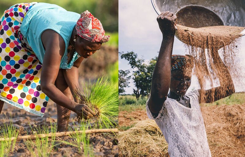 Campagne agricole 2023-2024 : baisse de la production du riz et du fonio