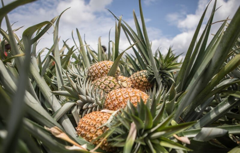 Production d’ananas au Bénin : mise en place d’un laboratoire de production de vitro-plants et installation d’une ferme élite