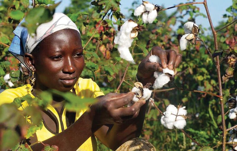 Campagne 2023 - 2024 de commercialisation du coton graine : 362,3 milliards de financement des Banques aux acteurs