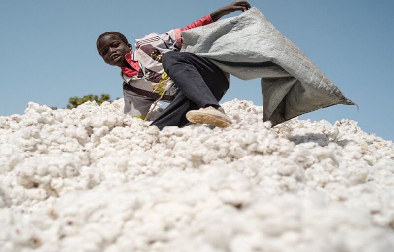 Production cotonnière 2023-2024 : Le Bénin 2ème dans l’Uemoa avec 600.063 tonnes