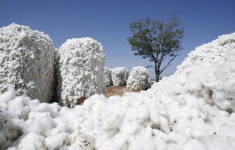 Production cotonnière en Afrique : Quand le Bénin dîne à la table des premiers