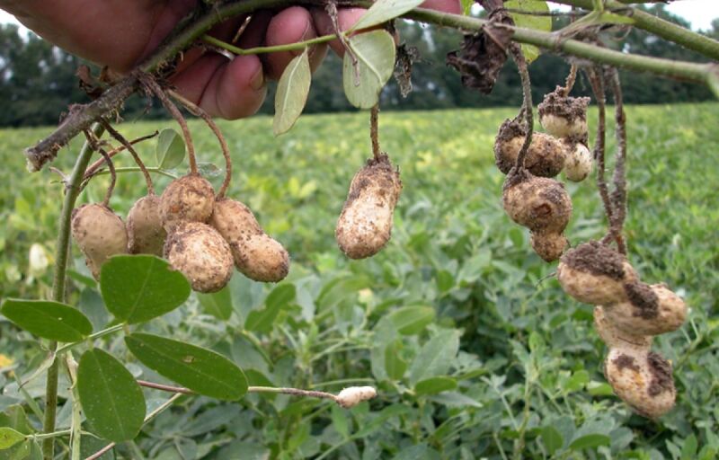 Agriculture au Sénégal : L’arachide stabilisée et les importations en recul