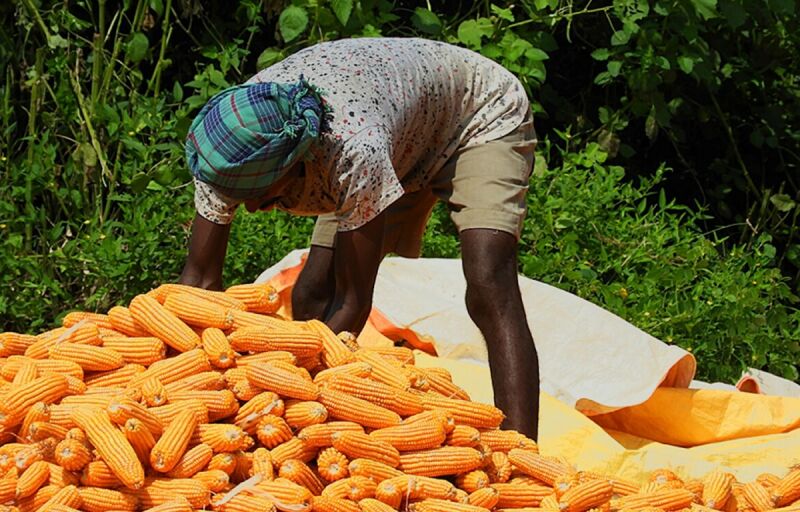 Production et commercialisation : La filière maïs sous de bons auspices