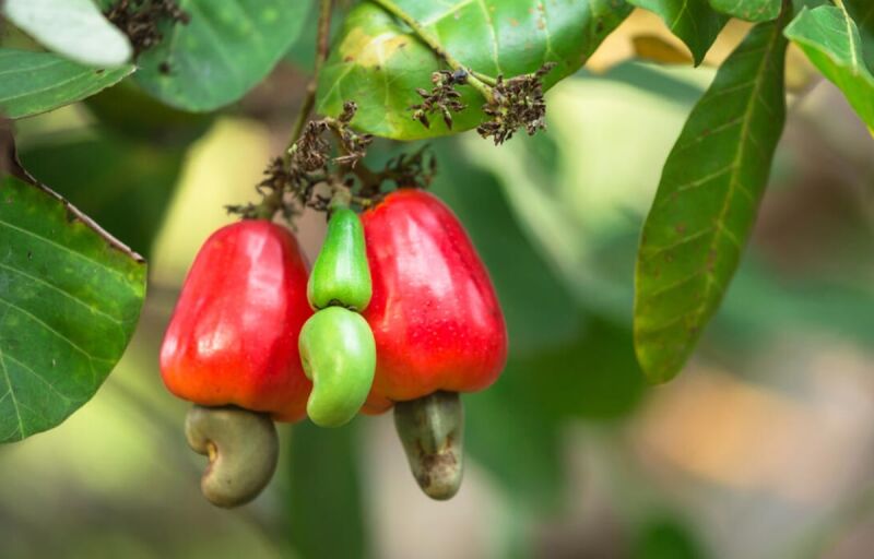 Taxe sur l’exportation : Le Sénégal veut réorganiser la commercialisation de l’anacarde
