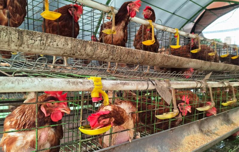 Aviculture au Bénin : 102 millions d’euros pour développer la production locale