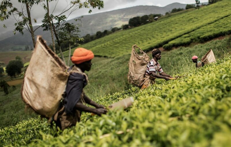 UEMOA : L’agriculture, moteur central de la croissance économique