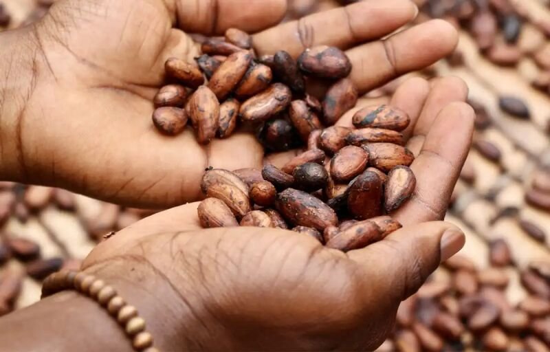 Cacao ivoirien : Ecart entre flux déclarés et liquidités disponibles sur le terrain
