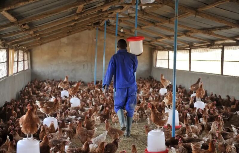 Volaille en Côte d’Ivoire : Une TVA de 18% qui recompose toute la filière