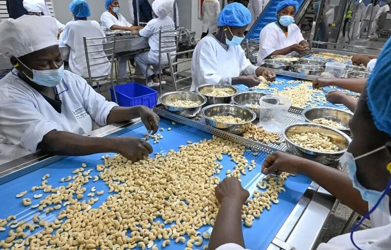 Cajou ivoirien : Entre performances record et nécessité de repenser l’exportation
