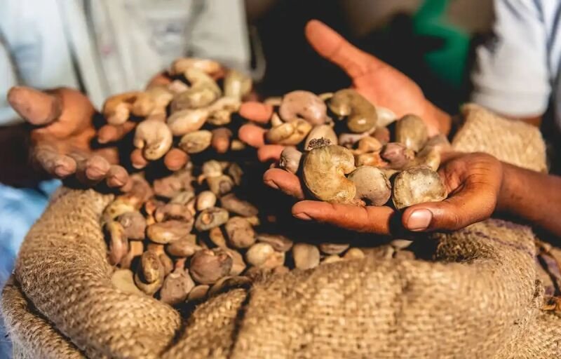 Campagne anacarde 2025-2026 : Les règles de commercialisation officiellement définies