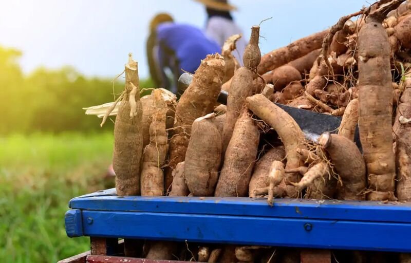 Manioc, igname et patate douce au Bénin : Près de 41 milliards de francs Cfa pour dynamiser les chaînes de valeur