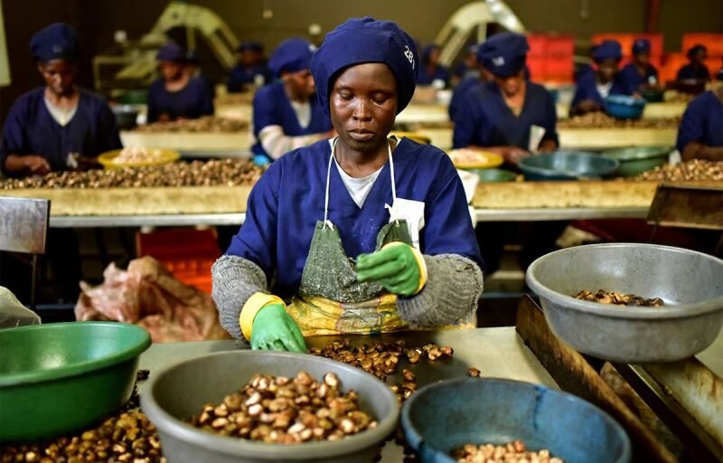 Noix de cajou et dérivés : Le Togo lance la campagne de commercialisation