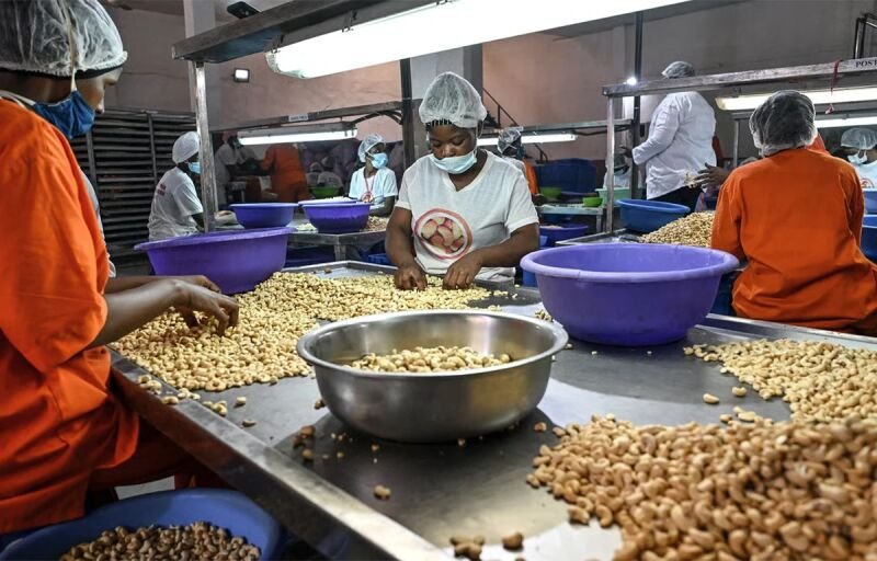 Commercialisation de noix de cajou : Le Togo prend de nouvelles mesures