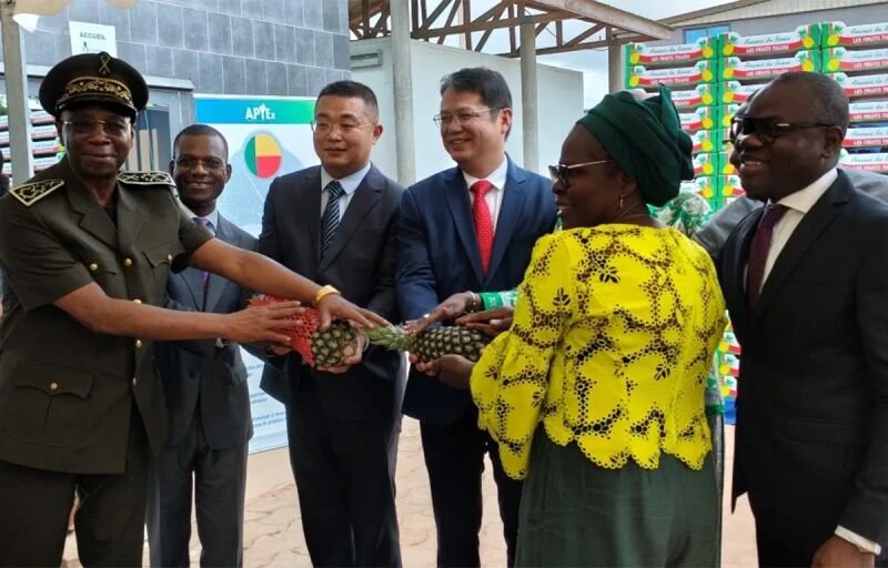 Exportation agricole : L'ananas “Pain de sucre” du Bénin à l'assaut du marché chinois