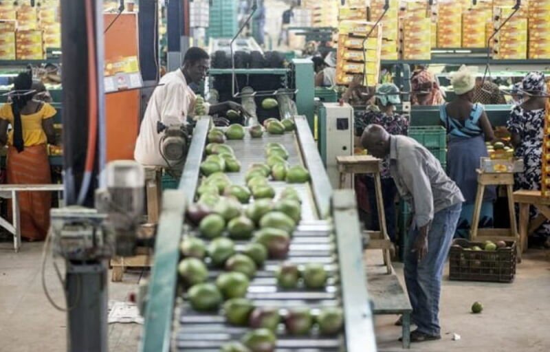 Pérennité des entreprises au Sénégal : Seulement une sur deux survivent plus de 5 ans