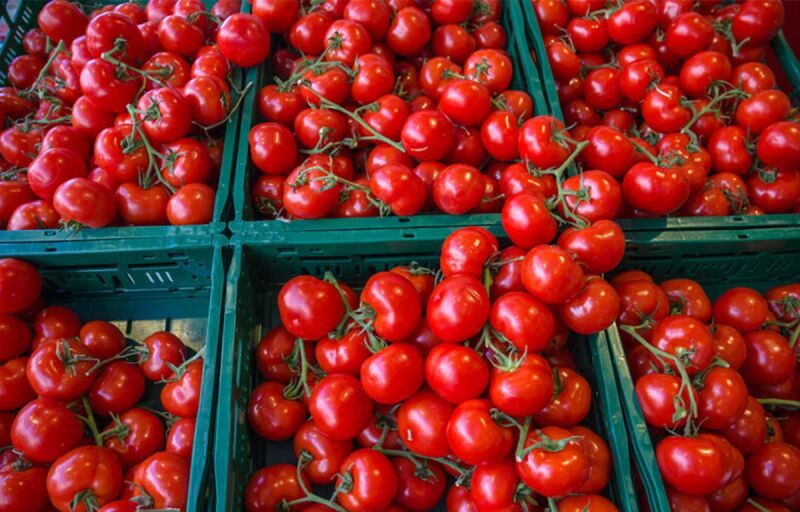 Exportation de tomates fraîches : Le Burkina Faso lève son interdiction
