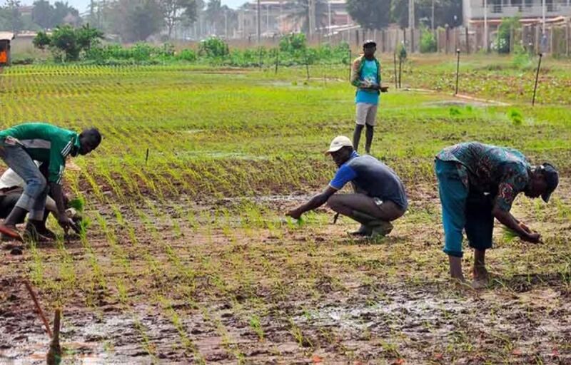 Agriculture, industrialisation et croissance économique au Bénin : Les priorités des deux duos en lice pour la présidentielle 2026