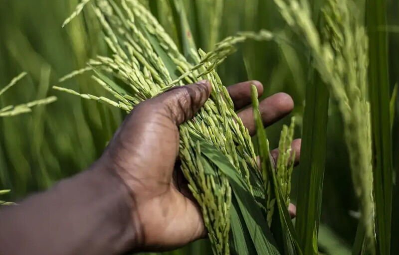Riz : L'Office des Produits Agricoles du Mali va acheter tout le stock invendu