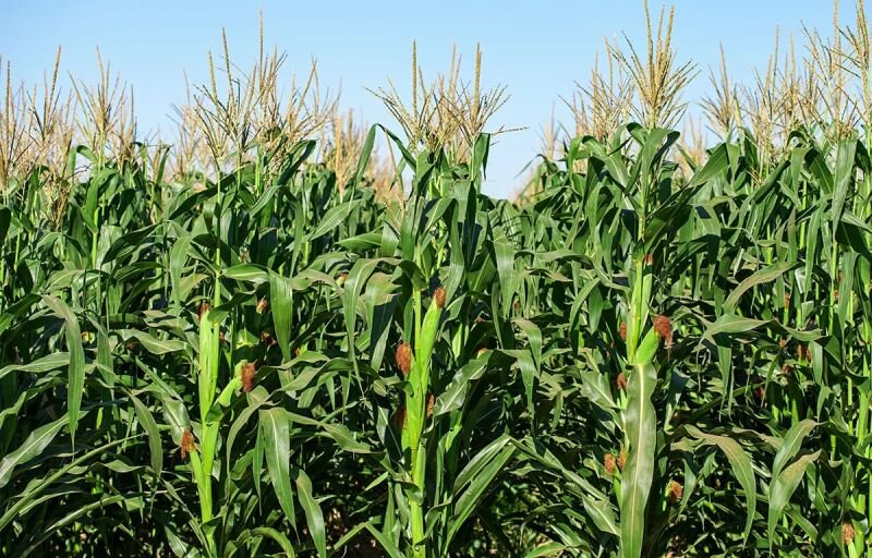 Campagne agricole 2026-2027 : L’État béninois mobilise près de 32 milliards de francs Cfa pour soutenir les prix des engrais