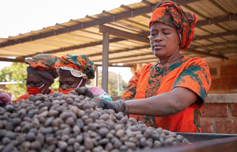 Karité : Le Burkina Faso lève la suspension d'exportation